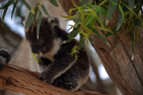 Giovane koala — Foto Stock