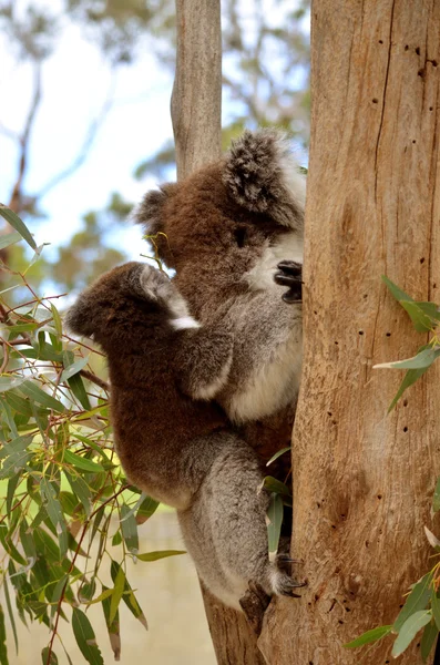 Moeder & jonge koala — Stockfoto