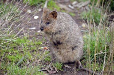 Quokka