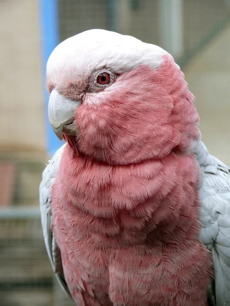 Pembe galah — Stok fotoğraf