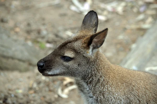 KI canguru — Fotografia de Stock