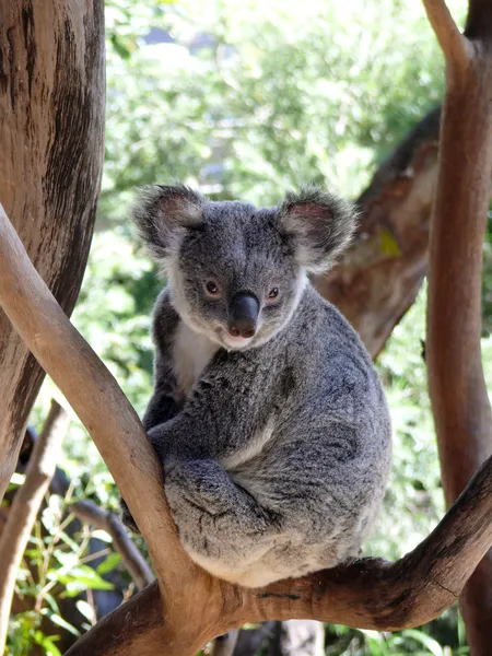 Koala australien — Photo