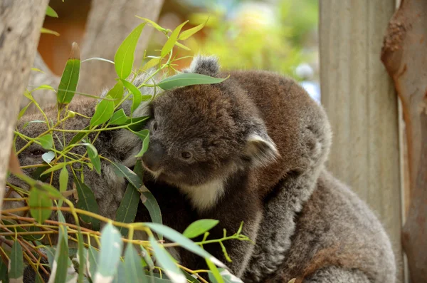 Koalas fressen — Stockfoto