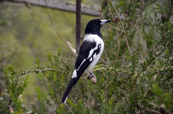 Magpie. — Fotografia de Stock