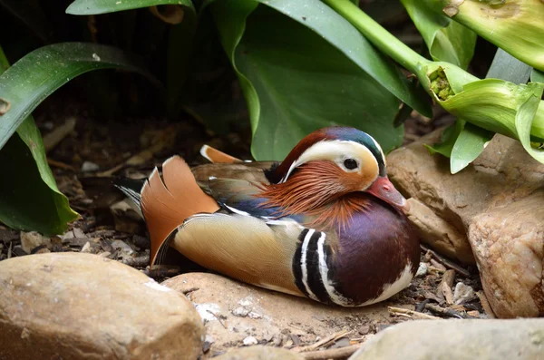 Pato manderina — Foto de Stock