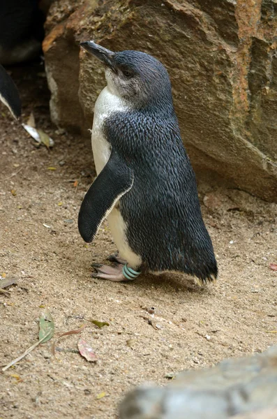 Пингвин-фея — стоковое фото