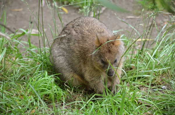 Quokka — стокове фото