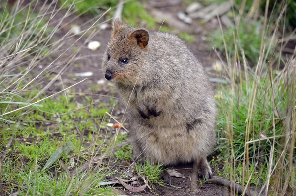 Quokka — Stockfoto