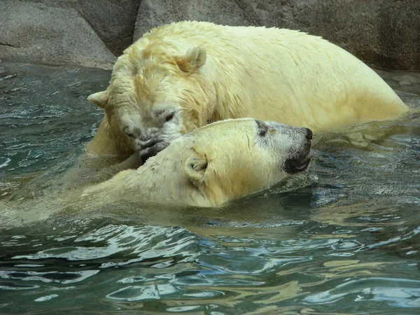 Polar bears fighting Stock Picture