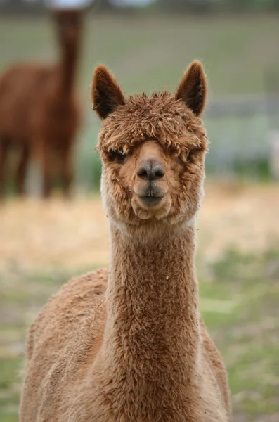 Alpaca — Fotografia de Stock