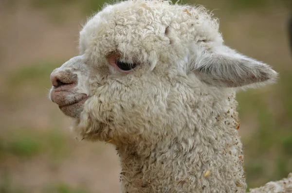 Alpaca — Foto de Stock