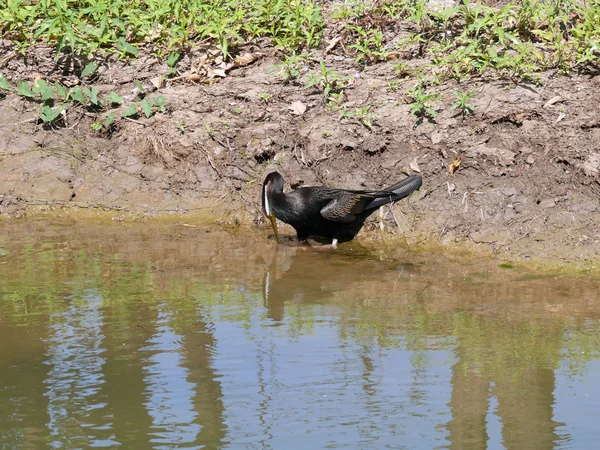 Darter fishing — Stock Photo, Image