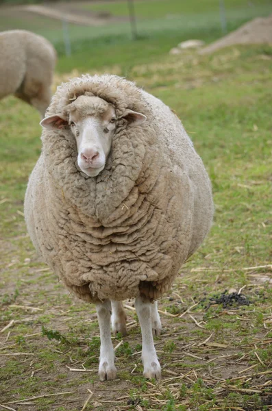 Sheep — Stock Photo, Image