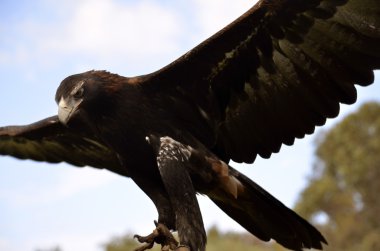 wedgetailedeagle