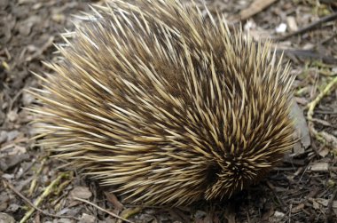 dikenli karıncayiyengiller