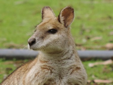 Çevik wallaby