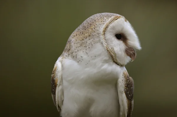 Barn owl — Stock Photo, Image