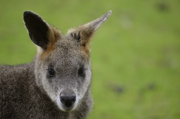 Kızıl boyunlu wallaby — Stok fotoğraf