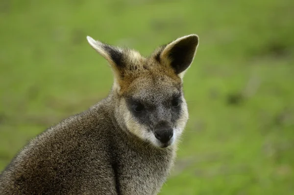 Träsk wallaby — Stockfoto