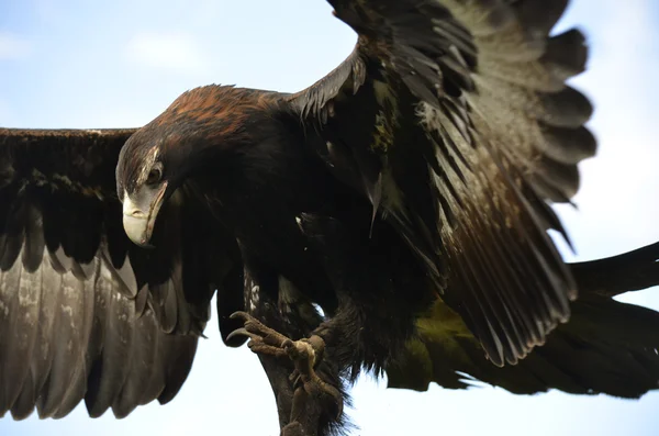 Wedgetailedeagle — Stock fotografie