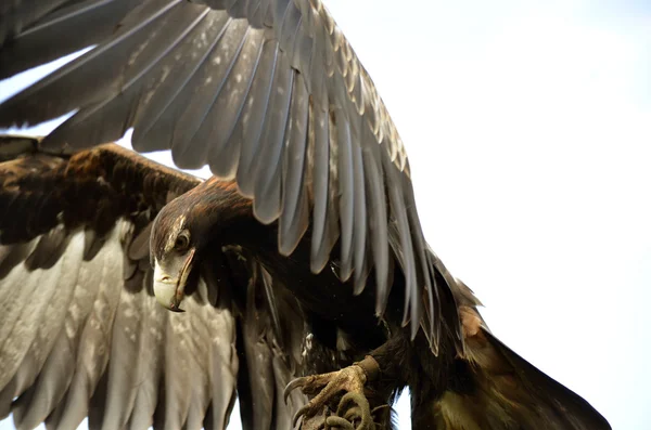 Клинохвостый орёл — стоковое фото