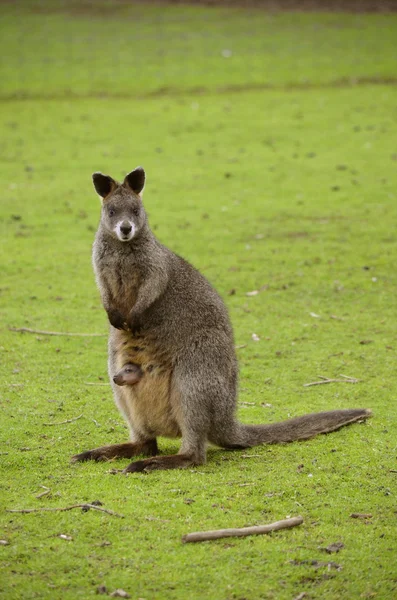 Irmawallabie met joey — Stockfoto