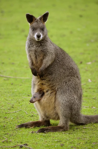 Wallaby with joey — Stock Photo, Image