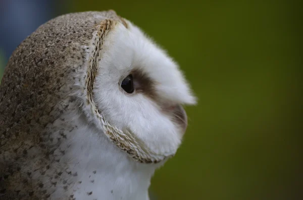 Barn owl — Stock Photo, Image