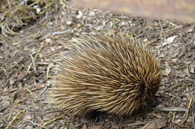 dikenli karıncayiyengiller