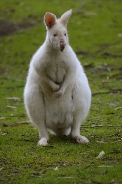 albino kanguru