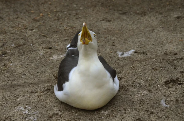Pacific gull — Stock Photo, Image