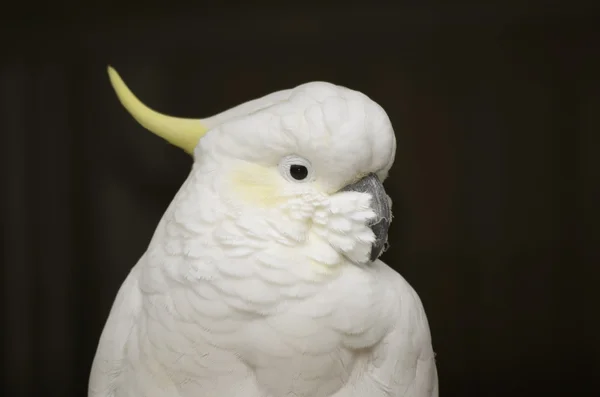 Cacatua crista de enxofre — Fotografia de Stock