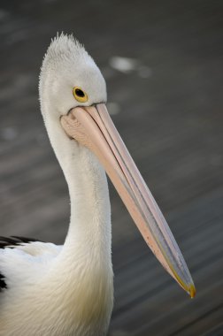 pelikan