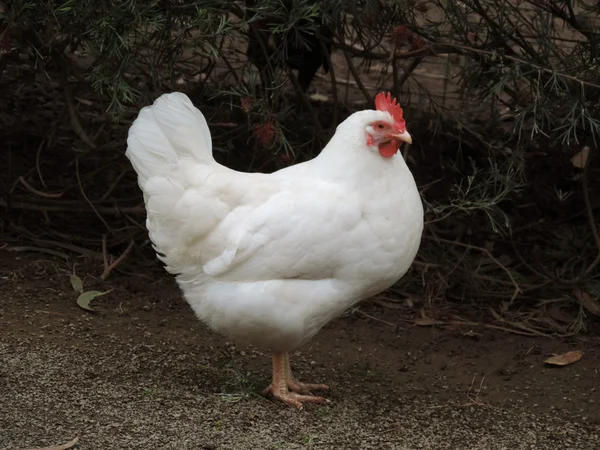 Frango — Fotografia de Stock