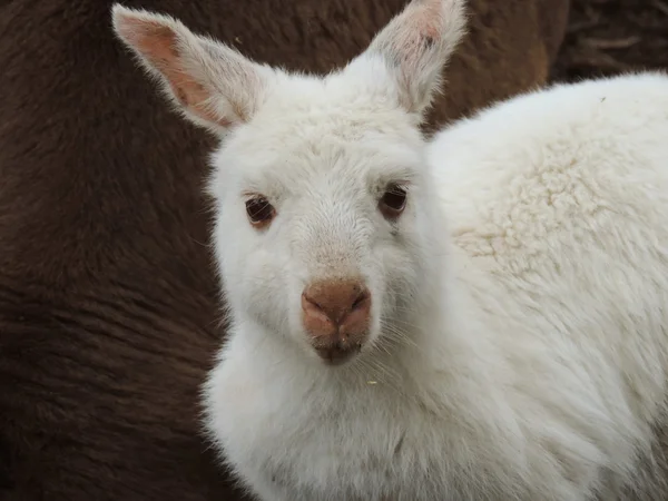 Albino-Känguru — Stockfoto