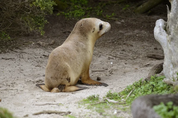 Sealion pup — Stock Photo, Image