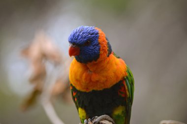 gökkuşağı lorisi