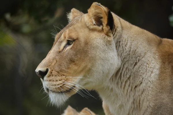 Lioness — Stock Photo, Image