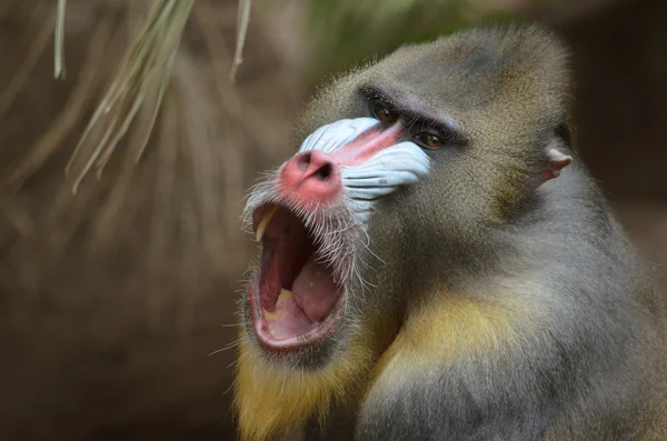 Mandrill — Stockfoto