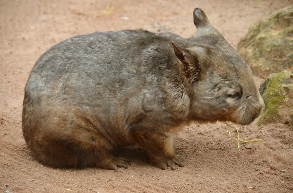 Harige neuswombat — Stockfoto