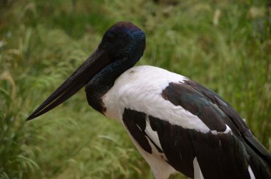 Jabiru
