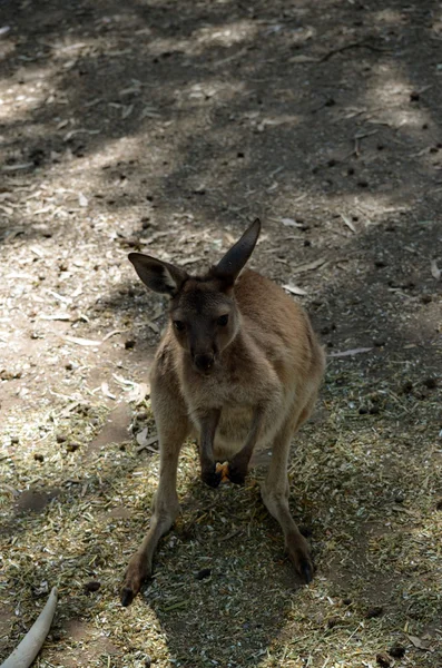 Joey kangaroo-eiland kangoeroe — Stockfoto