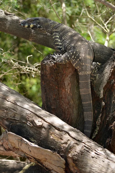 Goanna — Stock Photo, Image