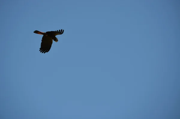 Kırmızı kuyruklu kara Kakadu