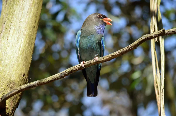 Dollarbird — Stok fotoğraf