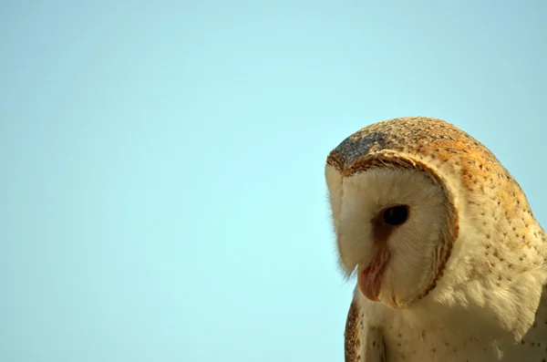 Barn owl — Stock Photo, Image