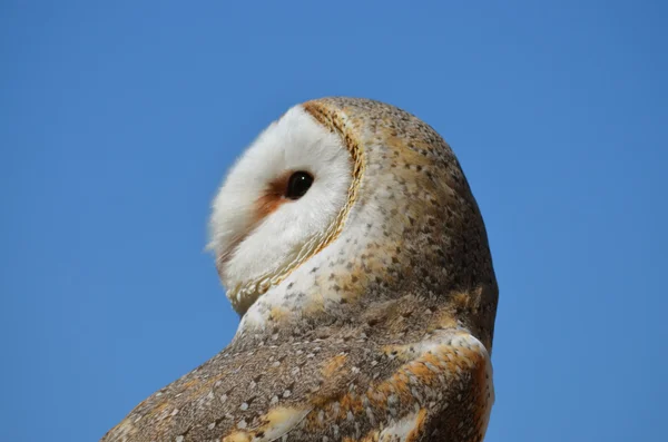 Barn owl — Stock Photo, Image