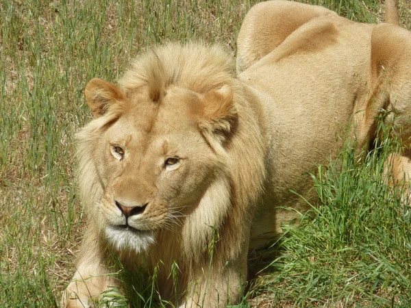 Løve – stockfoto