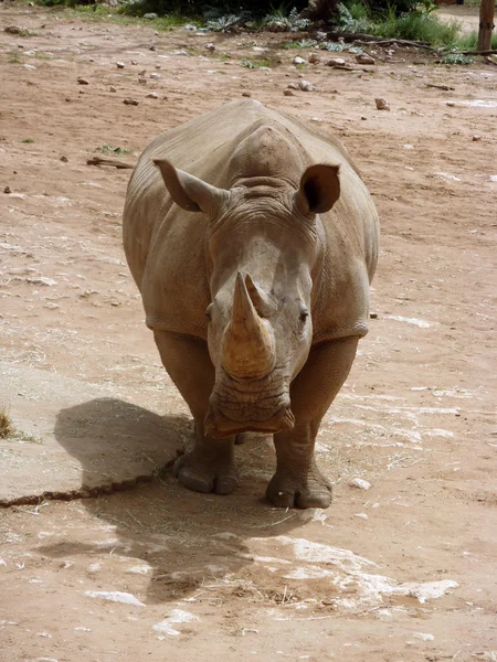 Neushoorn — Stockfoto