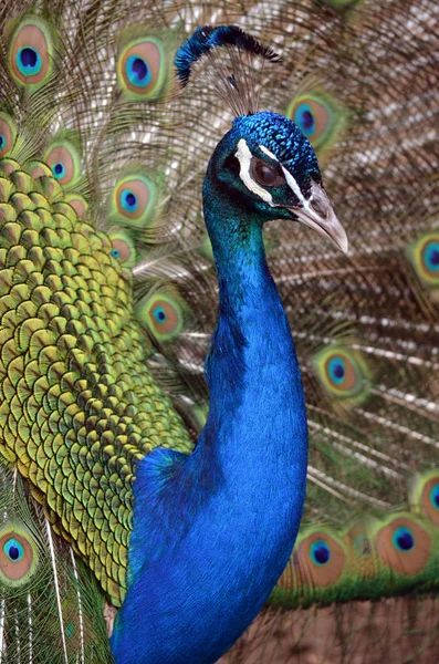 Pavo real — Foto de Stock